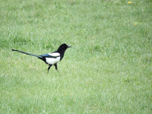 Magpie in grass — Stock Photo, Image