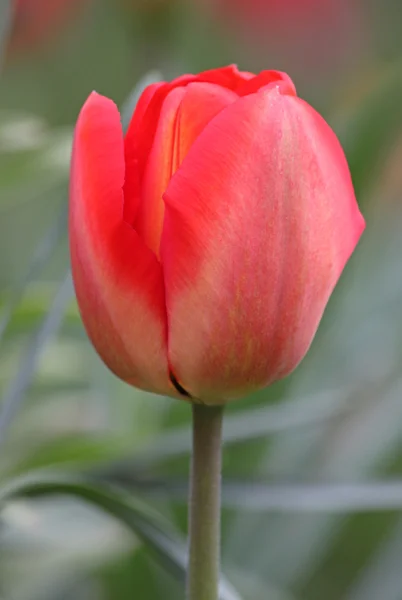 Rote Tulpe — Stockfoto