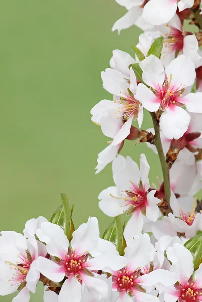 Blossom over green background — Stock Photo, Image