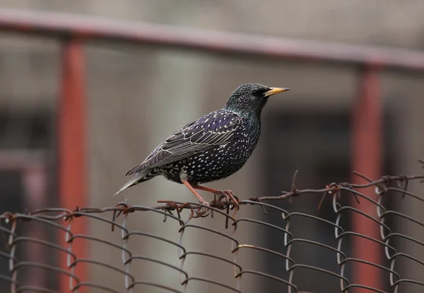 Europeiska starling — Stockfoto