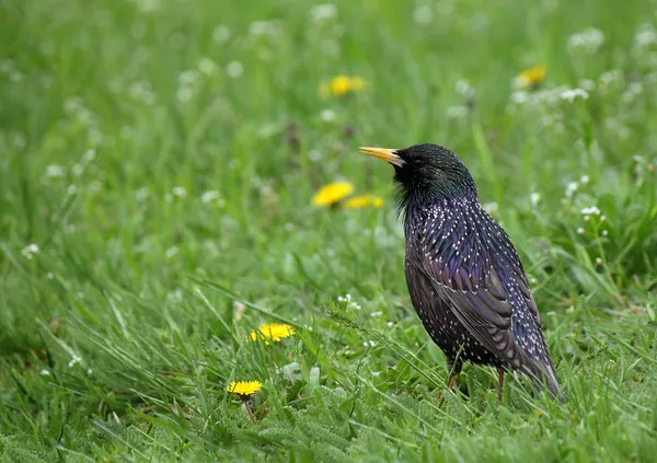 Starling i grönt gräs — Stockfoto