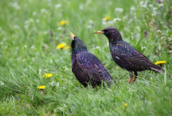 Paar van spreeuwen — Stockfoto