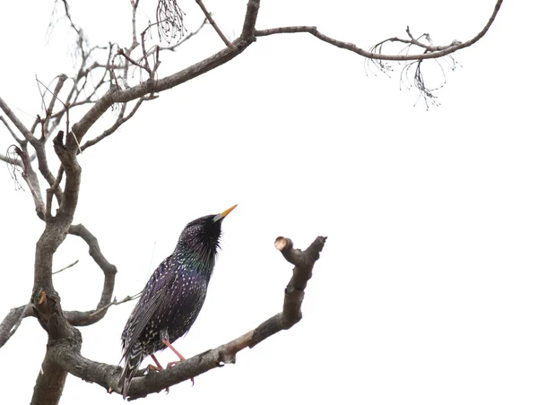 Estornino en la rama del árbol —  Fotos de Stock