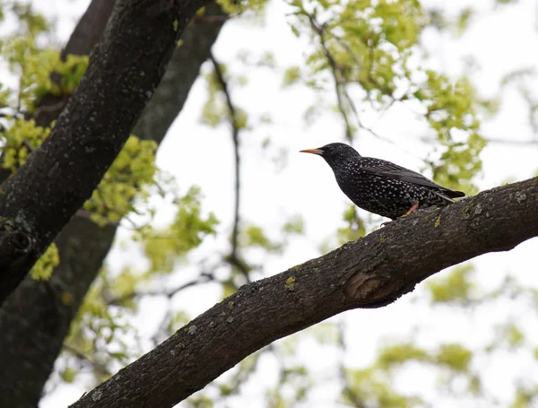 Starling sitting on tree — Stock Photo, Image
