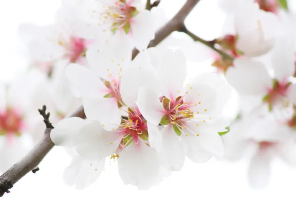 Blossoming branch of tree — Stock Photo, Image