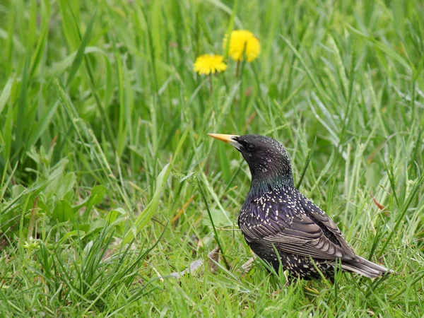 Étourneau dans l'herbe verte — Photo