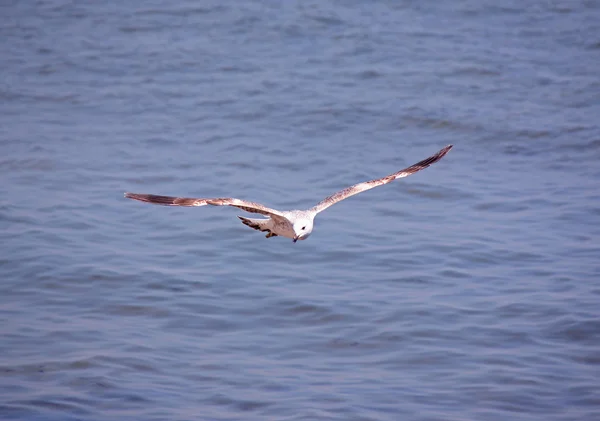 Seagull — Stock Photo, Image