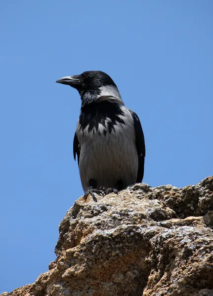 Raven sitting on stone — Stock Photo, Image