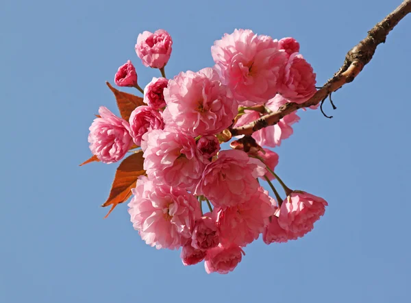 Lyserød kirsebærblomst - Stock-foto