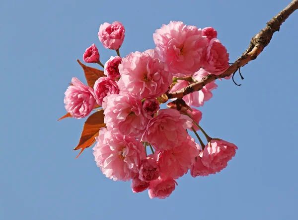 Pink cherry blossom — Stock Photo, Image