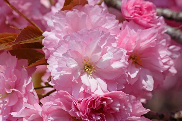 Rosa körsbärsträd blomma — Stockfoto