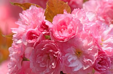 kiraz çiçek ağaç