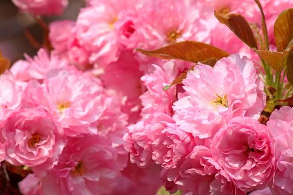 Japanse kersenboom bloesem — Stockfoto