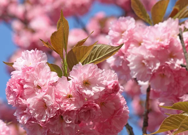 Kersenboom bloesem — Stockfoto