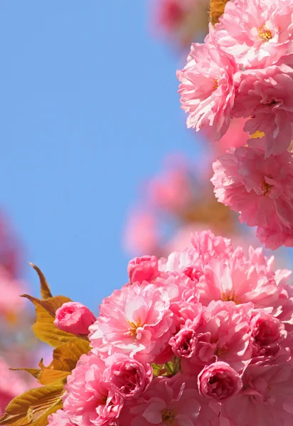 Rosa körsbärsblomma — Stockfoto