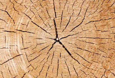 ağaç kesim üzerinde çatlaklar