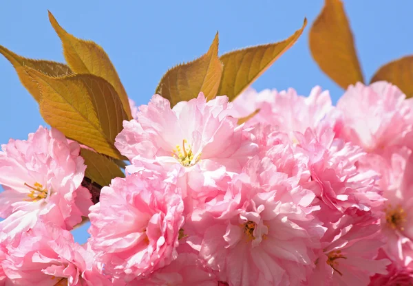 Pink cherry blossom — Stock Photo, Image