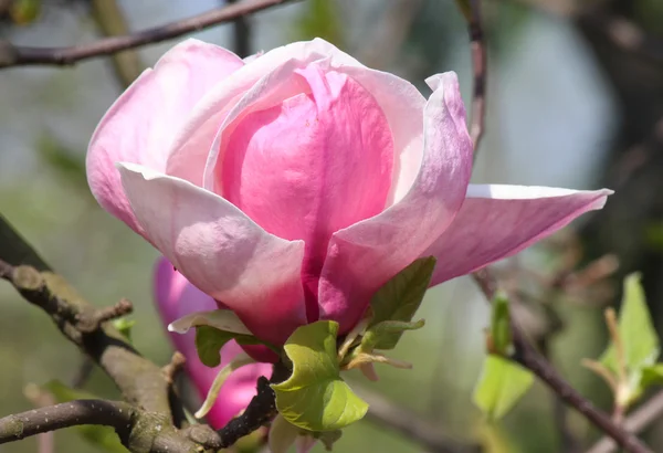 Floración del árbol magnolia — Foto de Stock