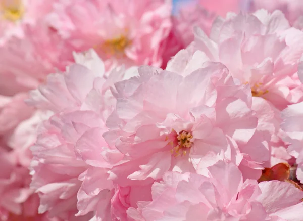 Körsbärsträdsblomma — Stockfoto