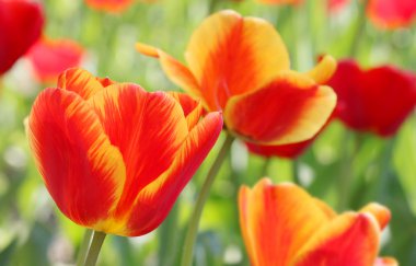 Kırmızı Sarı laleler