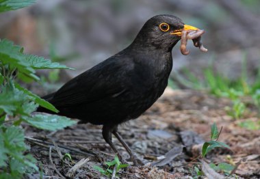 Blackbird yeme solucan