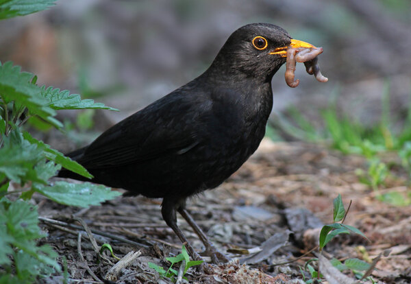 blackbird eating worm