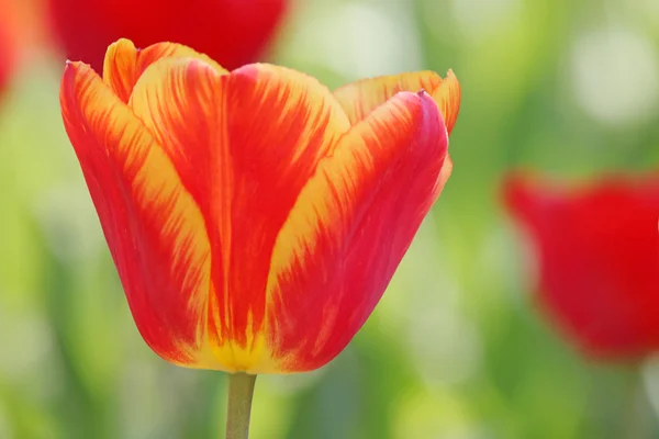 Rojo con tulipán amarillo — Foto de Stock