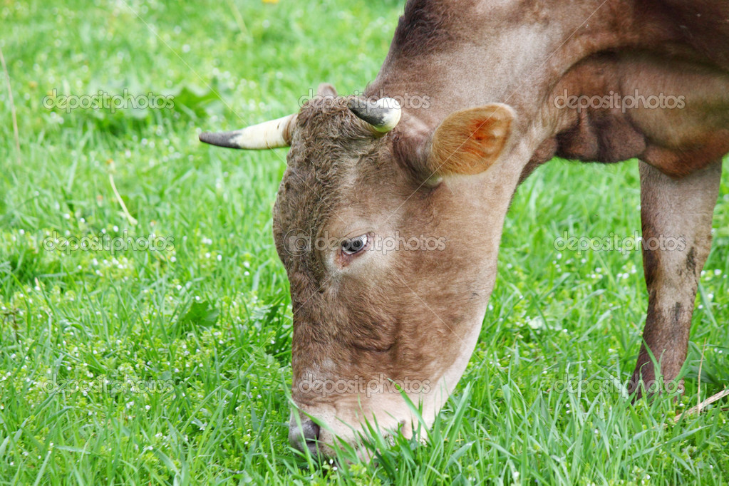Cow eating grass Stock Photo by ©romantiche 25182633