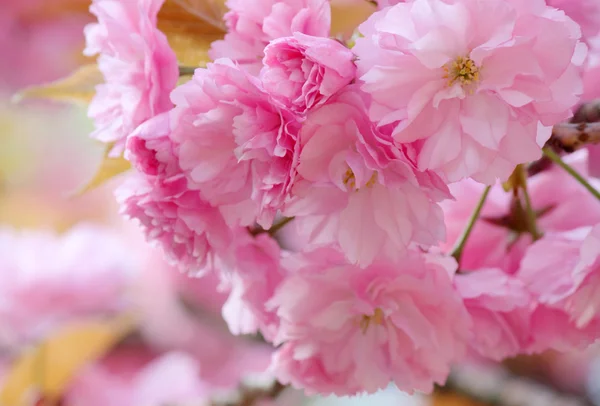 Körsbärsblomma — Stockfoto