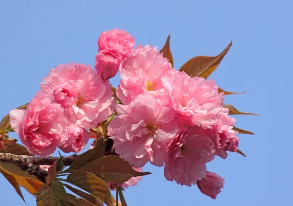 Branche de cerisier en fleurs — Photo