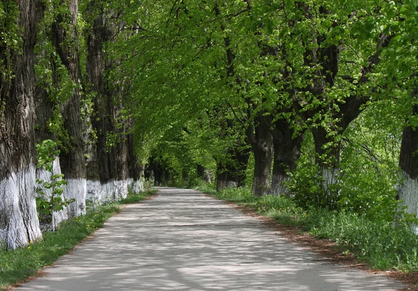 Park at summer — Stock Photo, Image