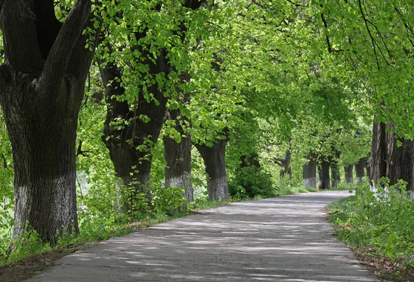 在公园在夏天的路径 — 图库照片