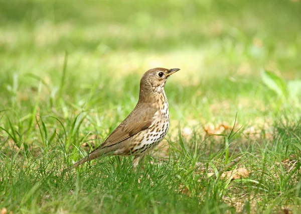 Canção Thrush — Fotografia de Stock