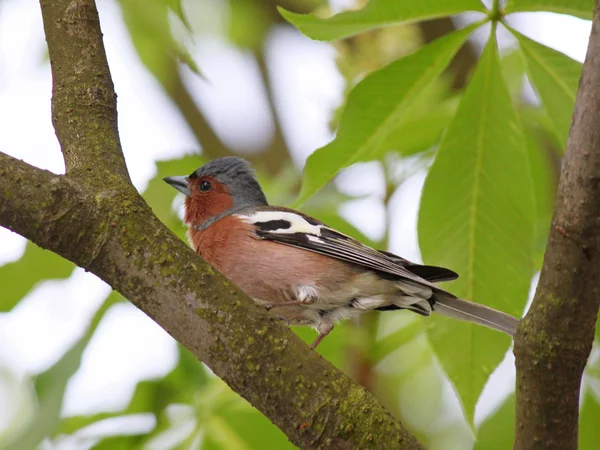 Chaffinch — Stok Foto