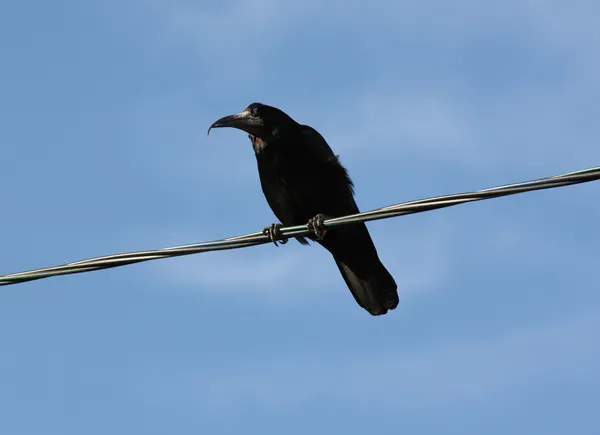 Corvo Negro — Fotografia de Stock