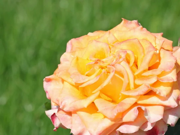Rosa sobre fundo verde — Fotografia de Stock