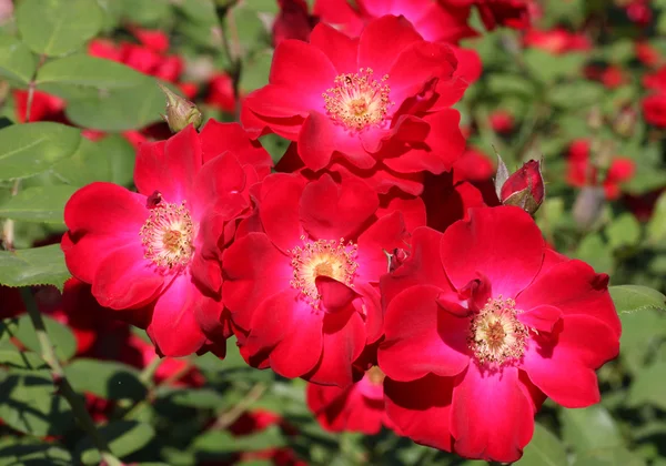 Rosas en un jardín —  Fotos de Stock