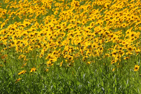 Flores en un jardín — Foto de Stock