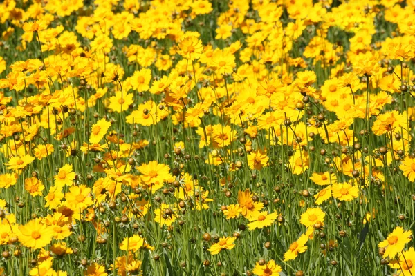 Flowerbed — Stock Photo, Image