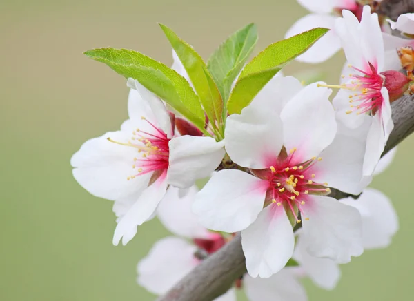 Flor en el árbol — Foto de Stock