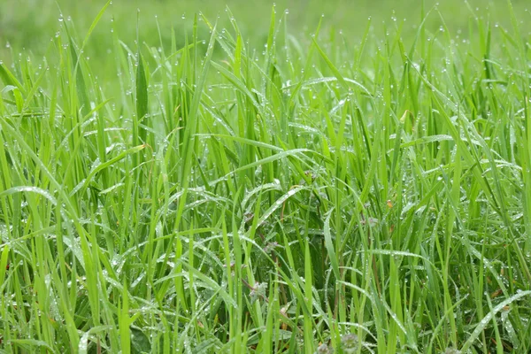 Herbe avec gouttes de pluie — Photo