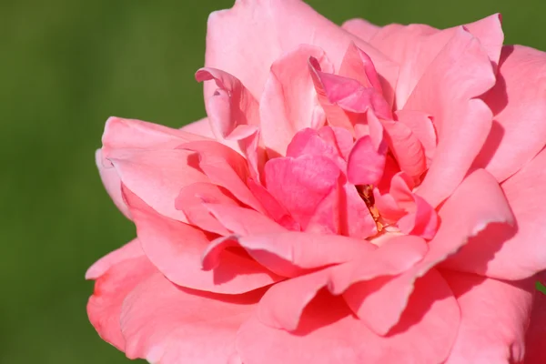 Roze roos — Stockfoto