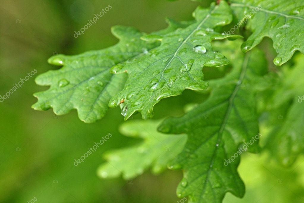 Wet oak tree leaves Stock Photo by ©romantiche 29671283
