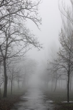 yolda sisli hava