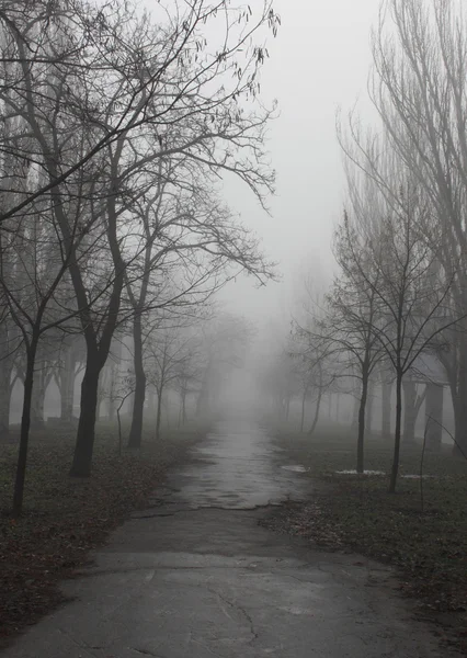 Foggy weather — Stock Photo, Image