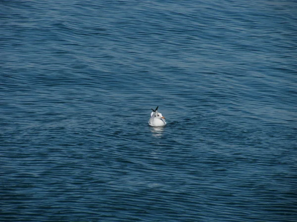 Gaivota flutuando em ondas azuis — Fotografia de Stock