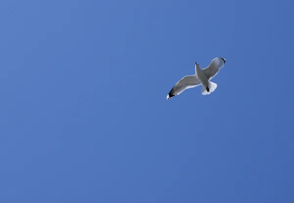 Gaviota volando en el cielo — Foto de Stock