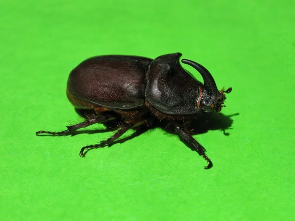 Unicorn beetle — Stock Photo, Image