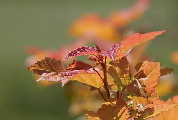 Ramo di albero in estate — Foto Stock