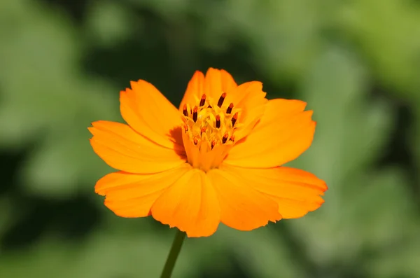 Orange flower — Stock Photo, Image